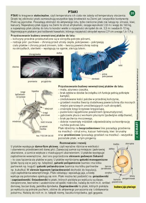Biologia. Ściągi edukacyjne. Szkoła podstawowa. Klasy 5-8 Biologia. Ściągi edukacyjne. Szkoła podstawowa. Klasy 5-8