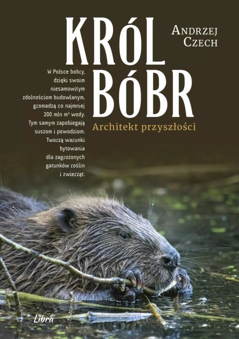 Król Bóbr Król Bóbr