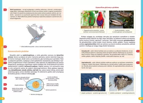 Nowe Repetytorium. Szkoła podstawowa. Biologia. 2024-2026 Nowe Repetytorium. Szkoła podstawowa. Biologia. 2024-2026