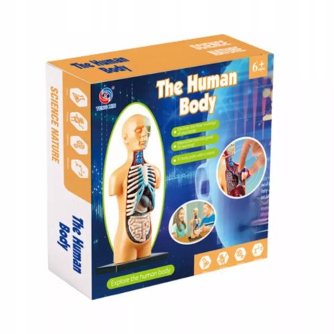 Model anatomiczny ciało ludzkie narządy Model anatomiczny ciało ludzkie narządy