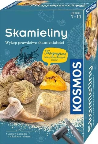 Zestaw archeologiczny. Skamieliny