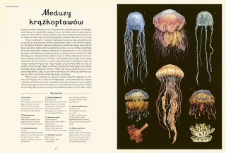 Muzeum Oceanu. Oceanarium