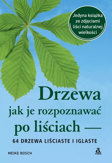 Drzewa - jak je rozpoznawać po liściach Drzewa - jak je rozpoznawać po liściach