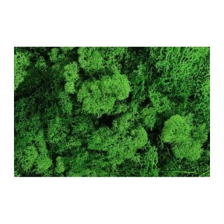 Ozdoba dekoracyjna Mech Chrobotek 125g zielony Natur Pbh