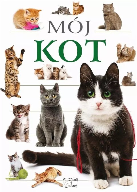 Mój kot Mój kot