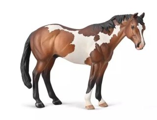 Appaloosa Ogier maści Bay Overo