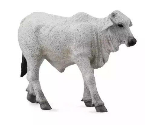 Cielę brahman Cielę brahman