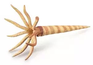 Orthoceras Orthoceras