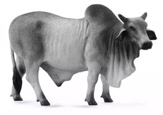 Byk brahman
