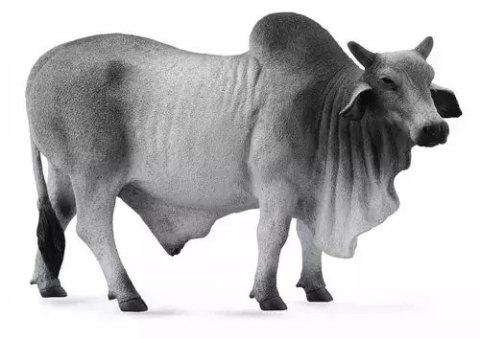 Byk brahman Byk brahman