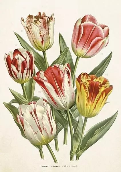 Karnet ST406 B6 + koperta Tulipany Karnet ST406 B6 + koperta Tulipany