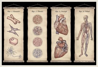 Muzeum Anatomii. Anatomicum