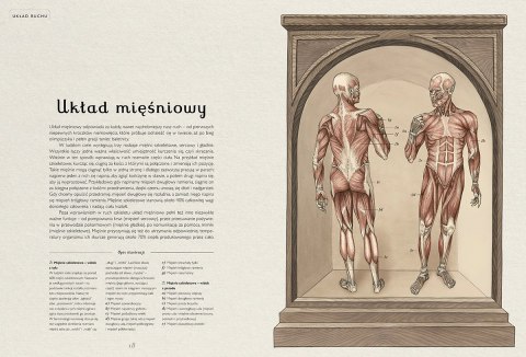 Muzeum Anatomii. Anatomicum Muzeum Anatomii. Anatomicum
