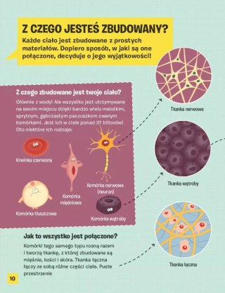 Ciało człowieka. Jak działa Twój organizm