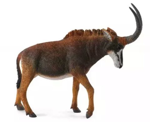 Antylopa wielka sable samica Antylopa wielka sable samica