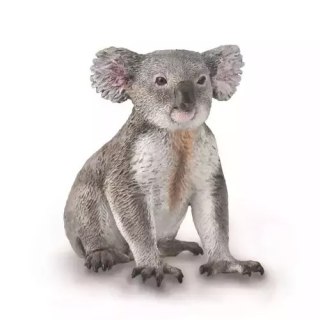 Miś Koala