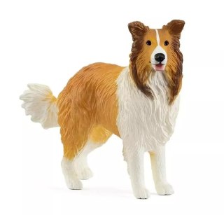 Collie