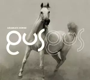 Arabian Horse