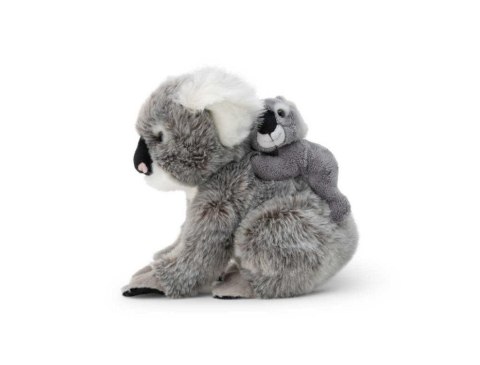Koala z dzieckiem Koala z dzieckiem