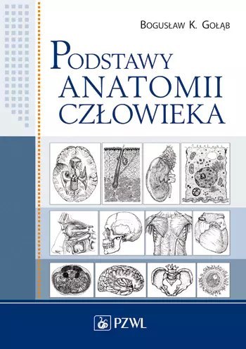 Podstawy anatomii człowieka Podstawy anatomii człowieka