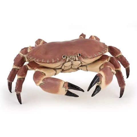 Krab Krab