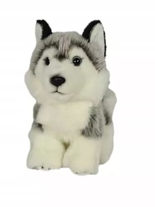 Pies husky 19cm pluszaki Dubi