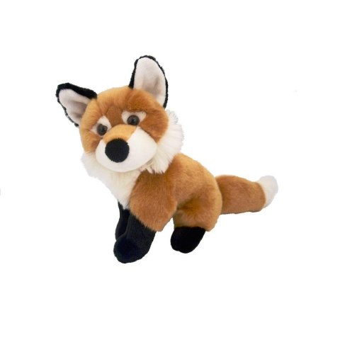 Lis pospolity 23cm Lis pospolity 23cm