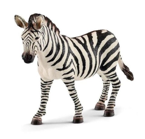 Samica zebry Wild Life Samica zebry Wild Life