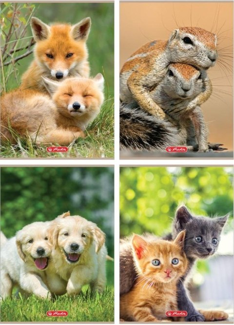 Zeszyt A4/32K kratka Animals (10szt) Zeszyt A4/32K kratka Animals (10szt)