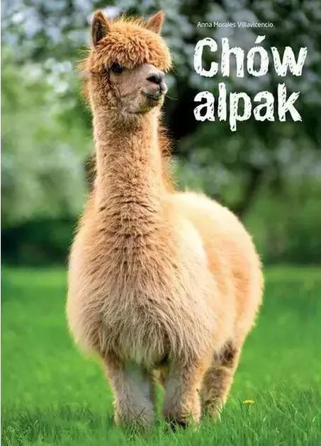 Chów alpak Chów alpak