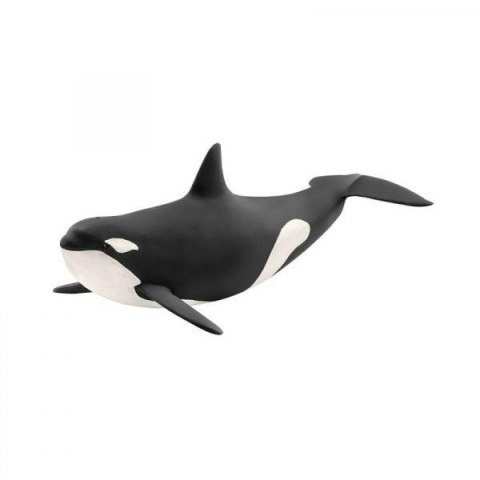 Orka oceaniczna Orka oceaniczna
