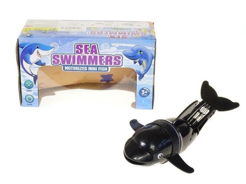 Delfin pływający Delfin pływający