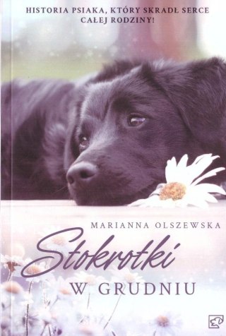 Stokrotki w grudniu