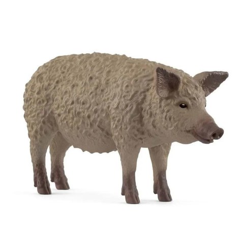 Świnia Mangalica Świnia Mangalica
