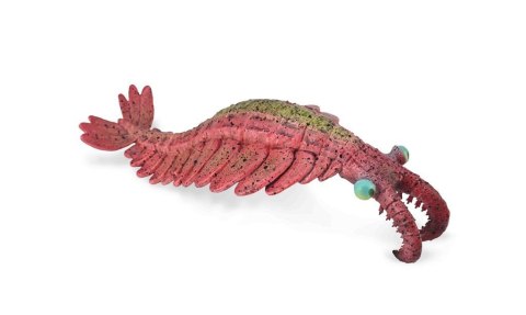 Anomalocaris Anomalocaris