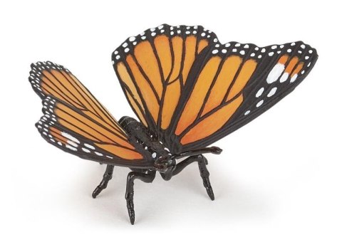 Motyl Motyl