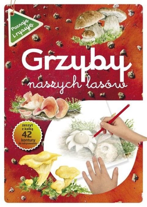 Grzyby naszych lasów Grzyby naszych lasów
