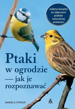 Ptaki w ogrodzie jak je rozpoznawać