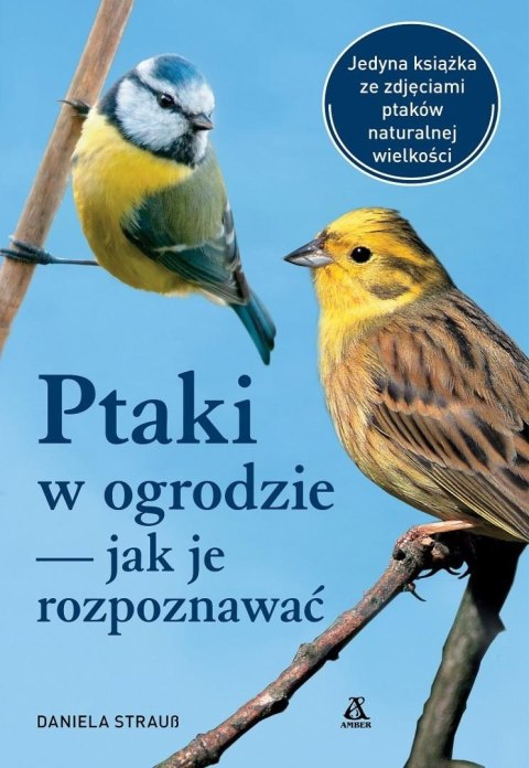Ptaki w ogrodzie jak je rozpoznawać
