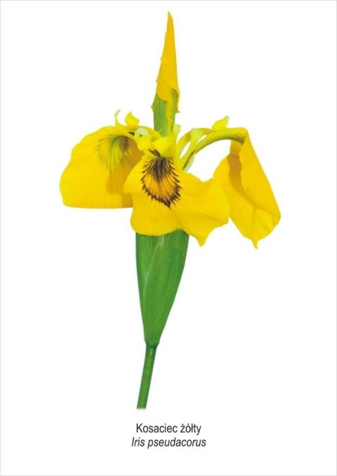 Obraz A4 Kosaciec żółty