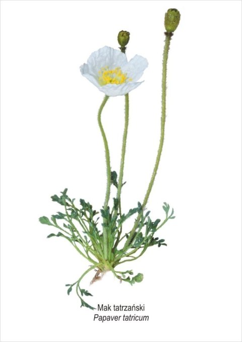 Obraz A4 Mak tatrzański