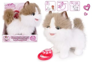 Kot chodzący na smyczy biało rudy