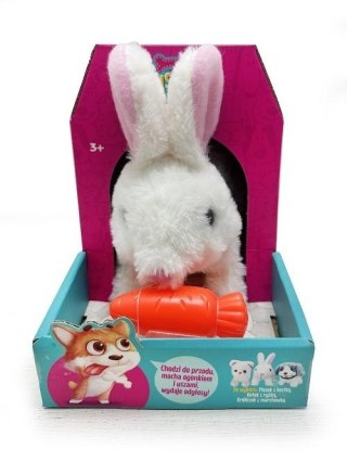 Królik chodzący z marchewką