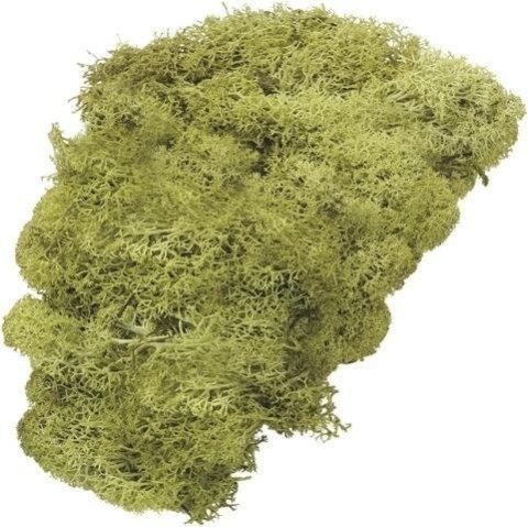 Mech dekoracyjny jasnozielony 50g