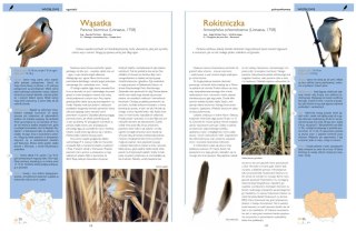 Ptaki Polski. Mała encyklopedia ilustrowana