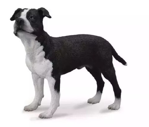 Pies American Staffordshire Terrier Pies American Staffordshire Terrier