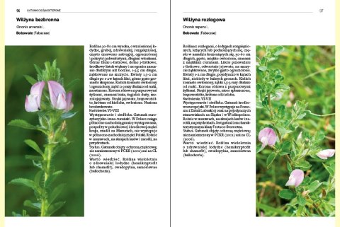 Rośliny kserotermiczne Rośliny kserotermiczne