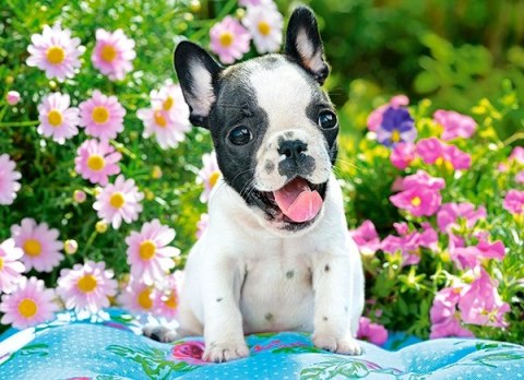 Puzzle 70 elementów. French Bulldog Puppy Puzzle 70 elementów. French Bulldog Puppy