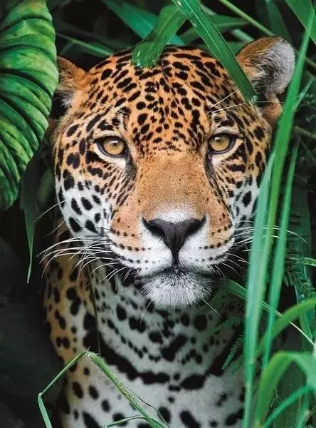 Puzzle 500 Compact Jaguar in the jungle Puzzle 500 Compact Jaguar in the jungle