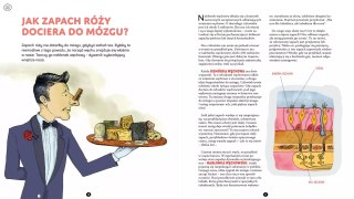 Jego wysokość mózg